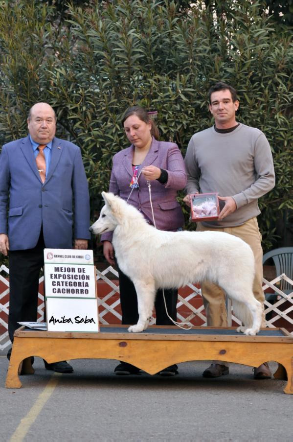 Cloe Brisas de los Andes | White Swiss Shepherd Dog 