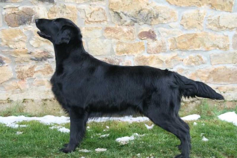 Talf Para ti de la Corraliza | Flat-Coated Retriever 