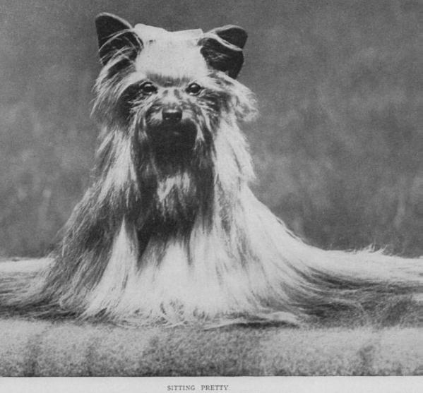 Little Pickwick (around 1931) | Yorkshire Terrier 