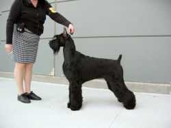 Histyle's Daisy Duke V Krywufe | Giant Schnauzer 