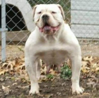 S.O.B.'s Jessie | Olde English Bulldogge 