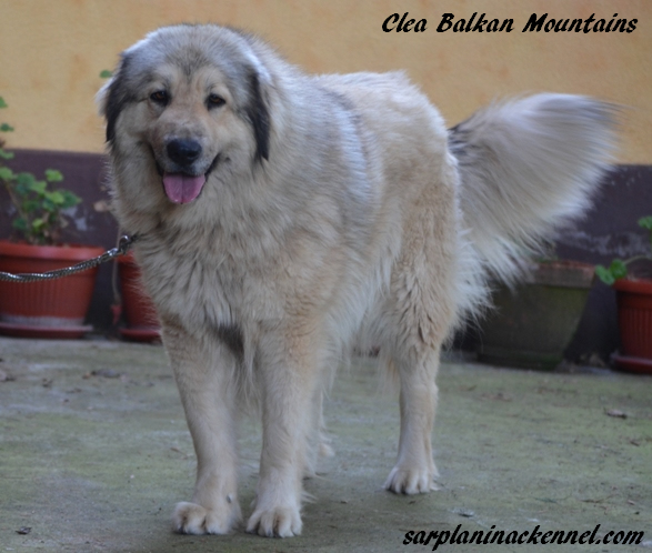 Clea Balkan Mountains | Yugoslavian Shepherd Dog-Sarplaninac 