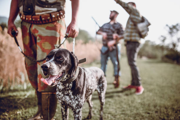 American English Coonhound