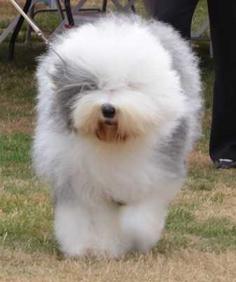 Snowdowne Sunny Side Of Stoneyroyde | Old English Sheepdog 