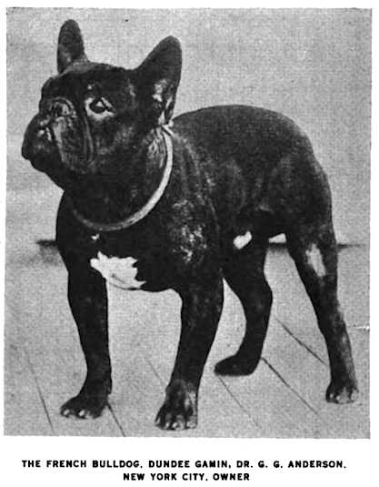 Dundee Gamin 213186 | French Bulldog 