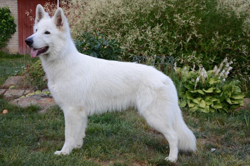 Saahin Nipsu | White Swiss Shepherd Dog 