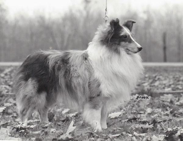 Philidove Benevolent Anthony | Shetland Sheepdog 