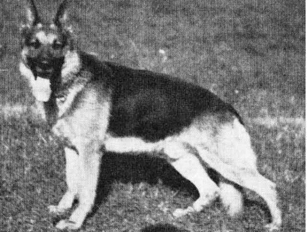 Ebbo vom Astener Moor | German Shepherd Dog 