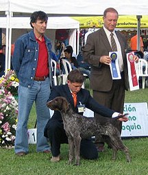 Wido Vom Marienkamp | German Shorthaired Pointer 