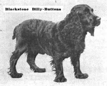 Blackstone Billy Buttons | American Cocker Spaniel 