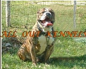 All Out's Cholo | Olde English Bulldogge 