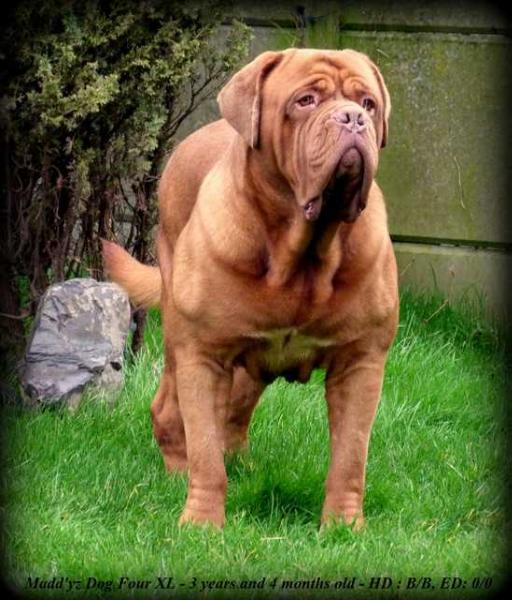 MADD'YZ DOG FOUR - XL | Dogue de Bordeaux 