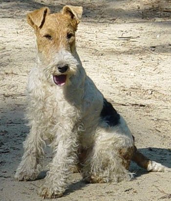 Cella vom Höllenberg | Wire Fox Terrier 