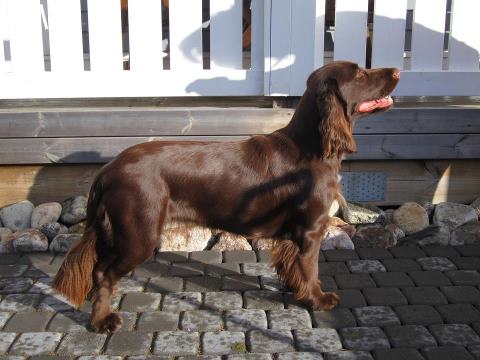 Icemint Kultakaste | Field Spaniel 