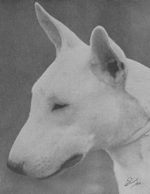 Bubbles Gift | Bull Terrier 