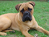 Miss Gloria | Bullmastiff 