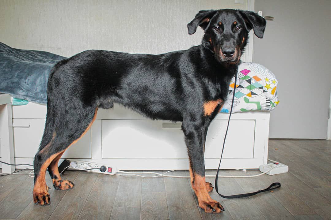 Panther of Kenya Des Liens du feu | Beauceron 