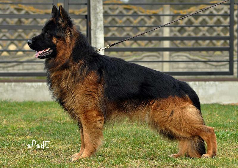 Chico Riwal Hof | German Shepherd Dog 