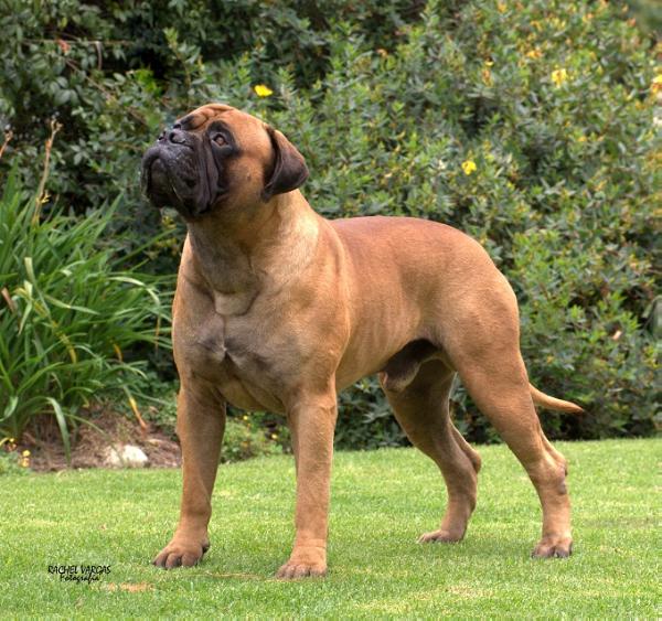 Knatchbull's Leo Messi at La Balsa | Bullmastiff 