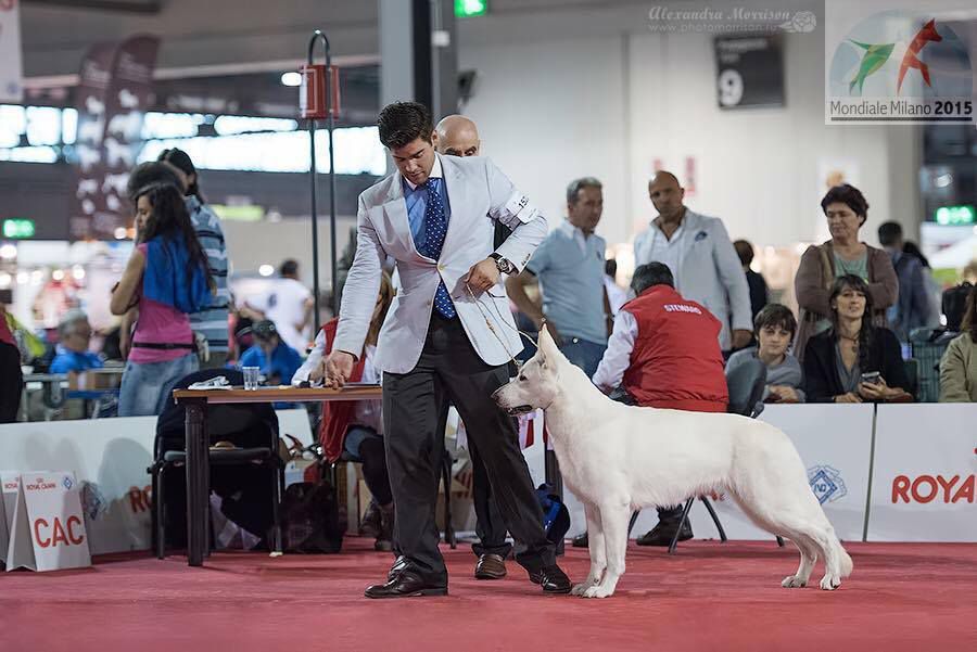 Armada iz Beloy Brigady | White Swiss Shepherd Dog 