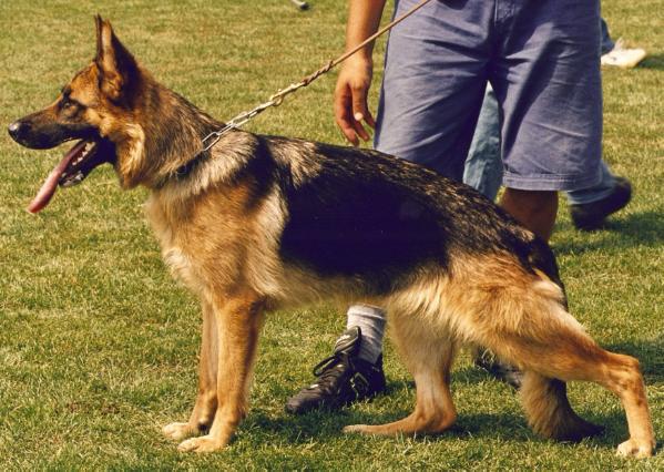 Uskaya vom Terdannenhof | German Shepherd Dog 