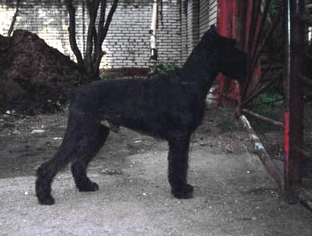 Inglendzes | Giant Schnauzer 