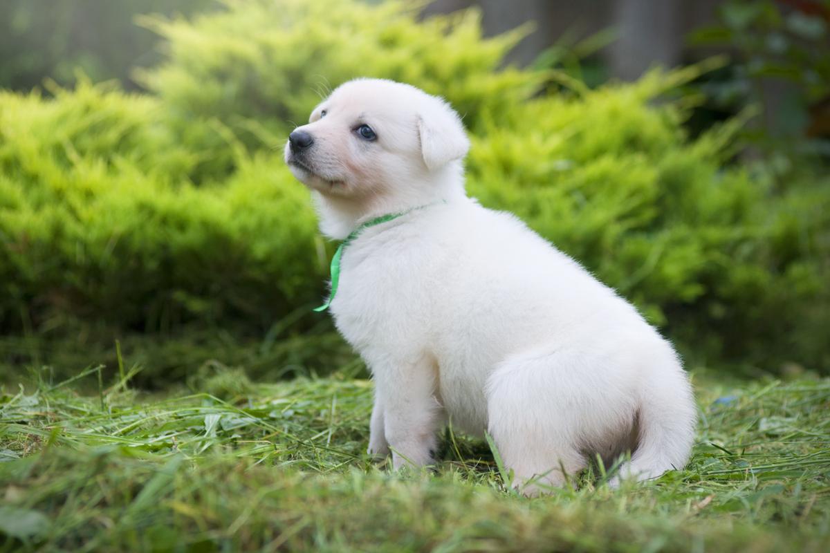 Pascal of Angelotti | White Swiss Shepherd Dog 