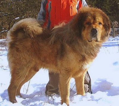 Drakyi Mufasa | Tibetan Mastiff 