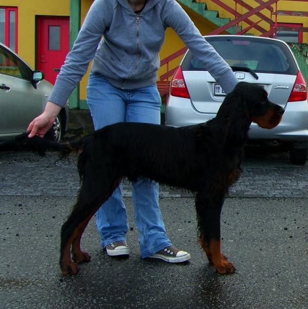 Gaflara Hugo Caruso | Gordon Setter 