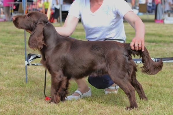 Icemint Kultakasanova | Field Spaniel 