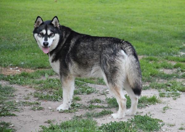 Nordiclight's North Novesta | Alaskan Malamute 