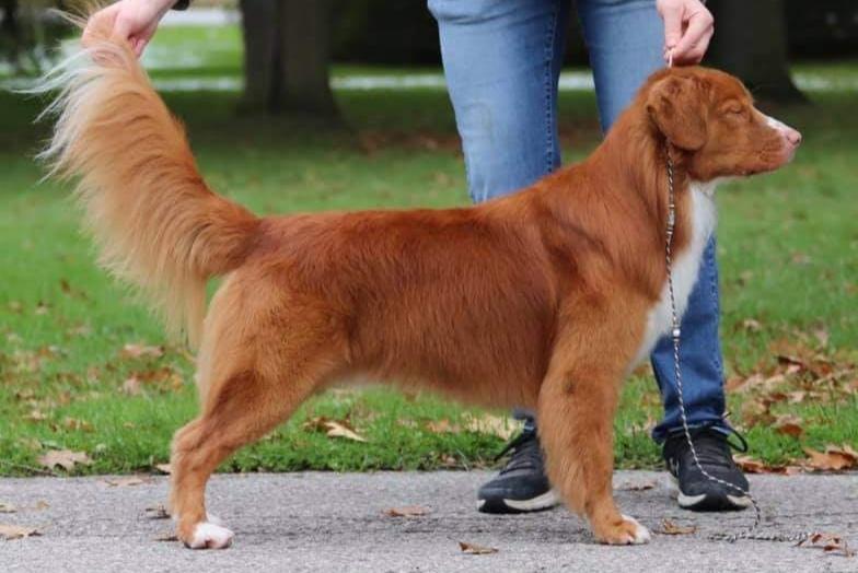 Roaneden's King of the Tides | Nova Scotia Duck Tolling Retriever 