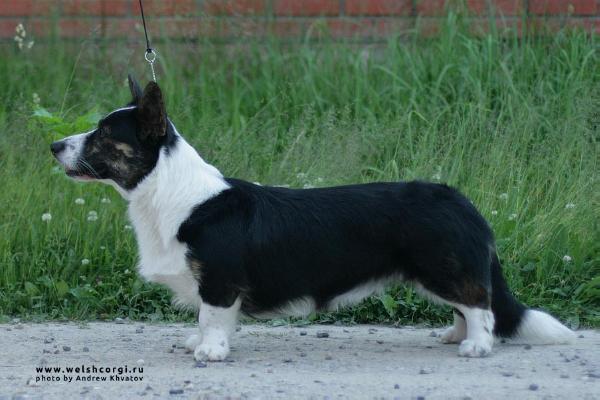 Aethwy Freestyler | Cardigan Welsh Corgi 