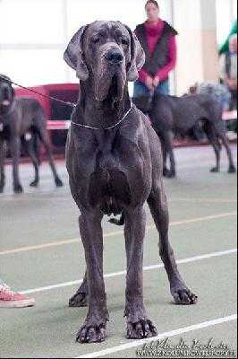 Almar-B Della Baia Azzurra | Great Dane 