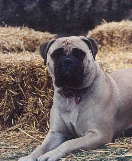 Bramstoke's Queen Grace | Bullmastiff 