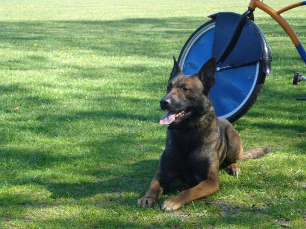 joop van de zilveren loop | Belgian Malinois 