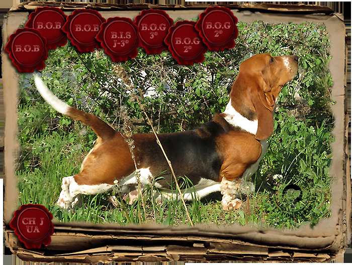 Aldridge Magna Dial | Basset Hound 