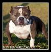 LA MADRINA | American Pit Bull Terrier 