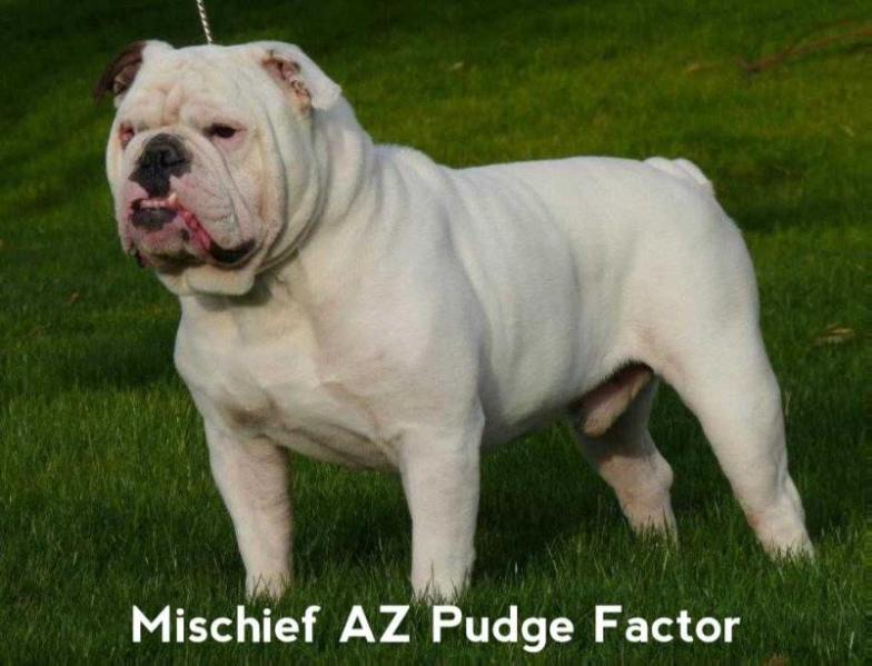 Mischief AZ Pudge Factor | Olde English Bulldogge 