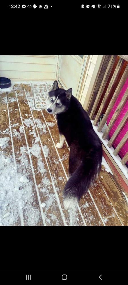 Ghost Hill | Siberian Husky 