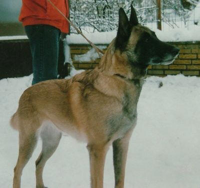 Rollif's Daiva | Belgian Malinois 