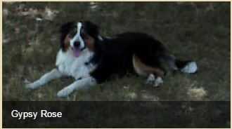 Wells' Gypsy Rose | English Shepherd 