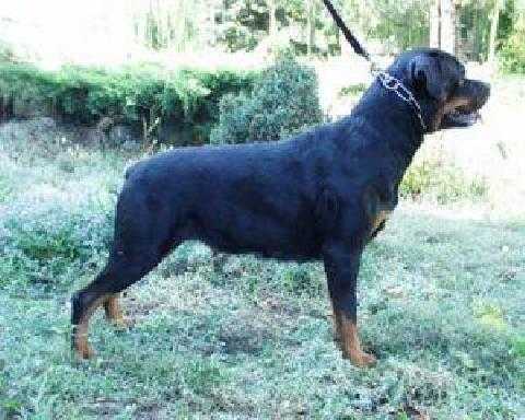 Cleo s Berega Turi | Rottweiler 