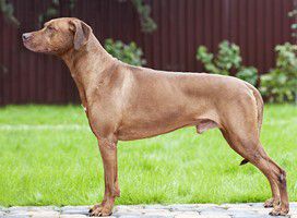 Ermak | Rhodesian Ridgeback 