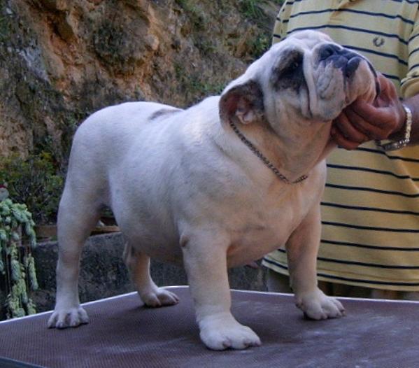 LR Grandalf Mccals | Bulldog 
