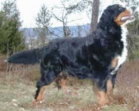 Nick O'Time av Milkcreek | Bernese Mountain Dog 