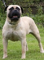 Hooch v.'t Ginderdoor | Bullmastiff 