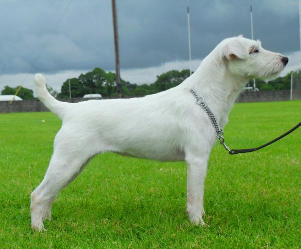 Jappatin the Huntress | Parson Russell Terrier 