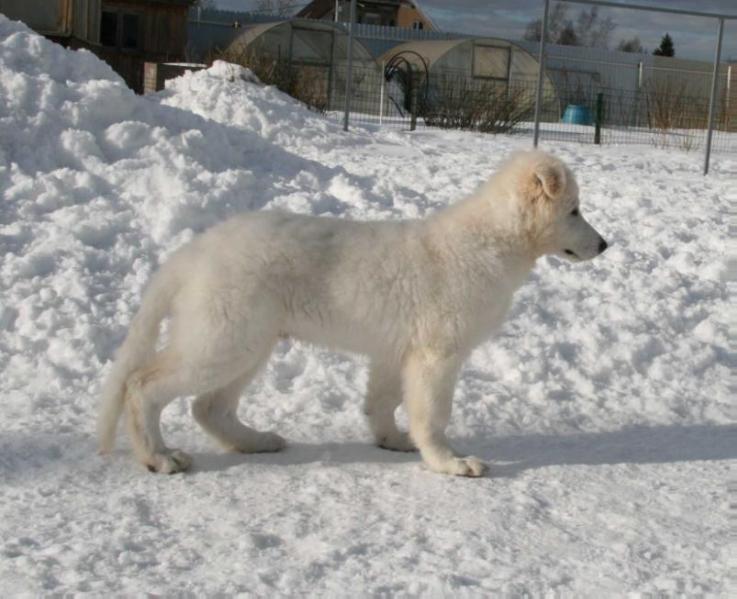 Olympus iz Okeana Udachi | White Swiss Shepherd Dog 