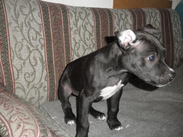 (Segurax's) Classic Bulls Mono | American Pit Bull Terrier 